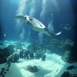 Sharks and Smiles: Our Commitment to Veterans
