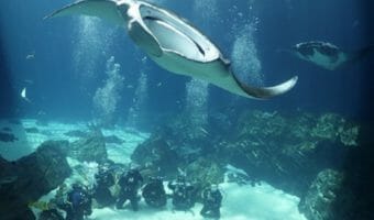 aquarium internships georgia evoqua sustainability winner annual names second water