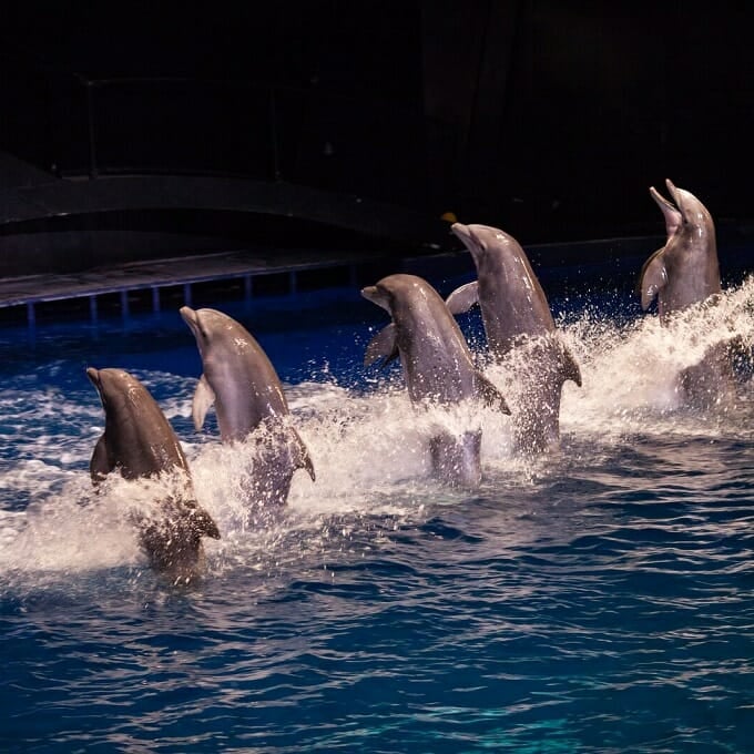 Preferred Dolphin Celebration Seats Georgia Aquarium