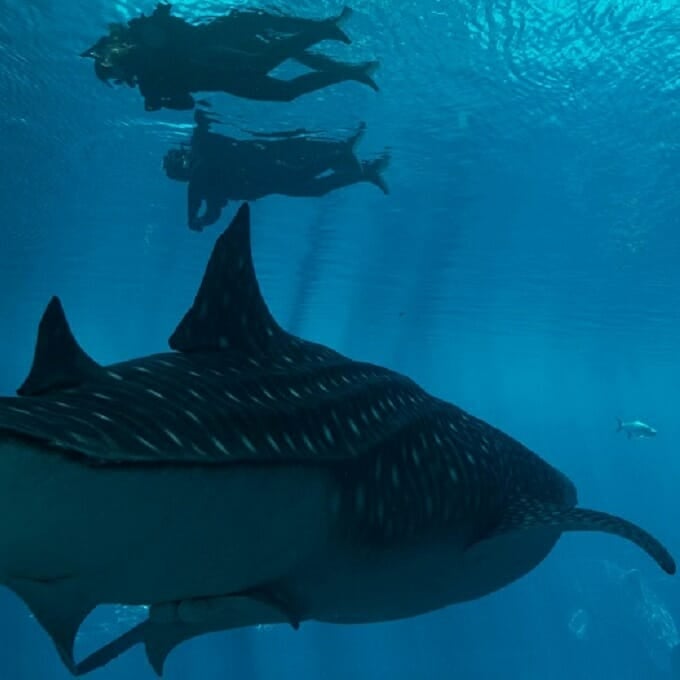 swimming with whale sharks