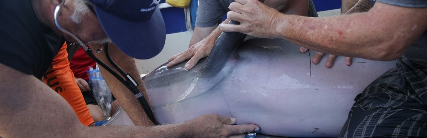 Atlantic Bottlenose Dolphin Research