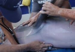 Atlantic Bottlenose Dolphin Research