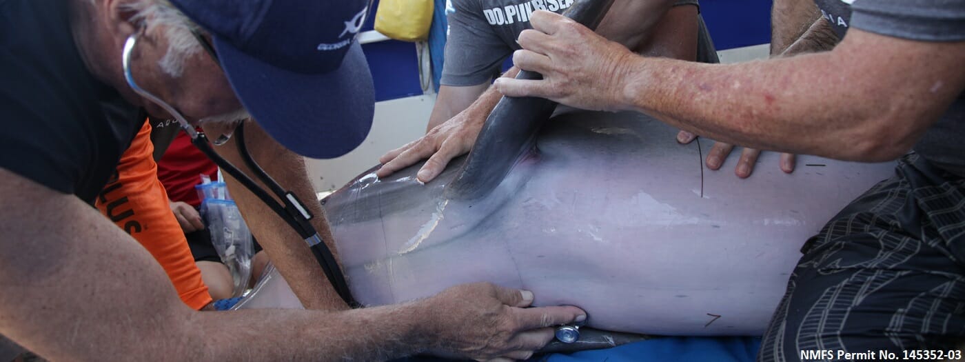 Atlantic Bottlenose Dolphin Research