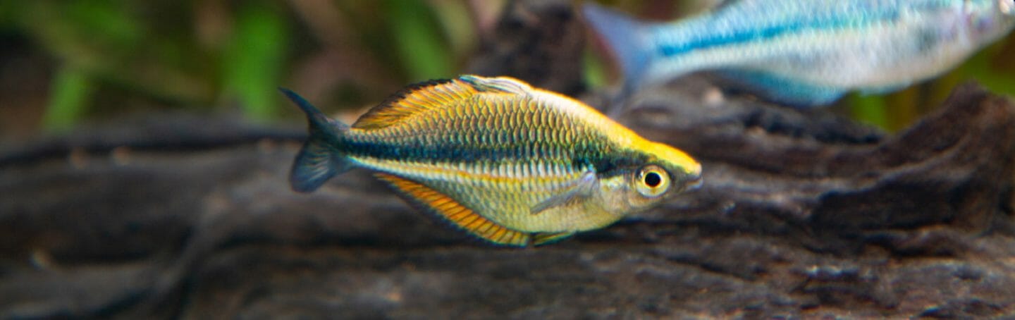 banded-rainbowfish