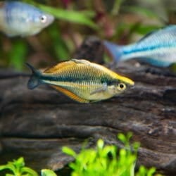 banded-rainbowfish