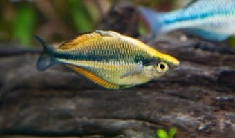 banded-rainbowfish