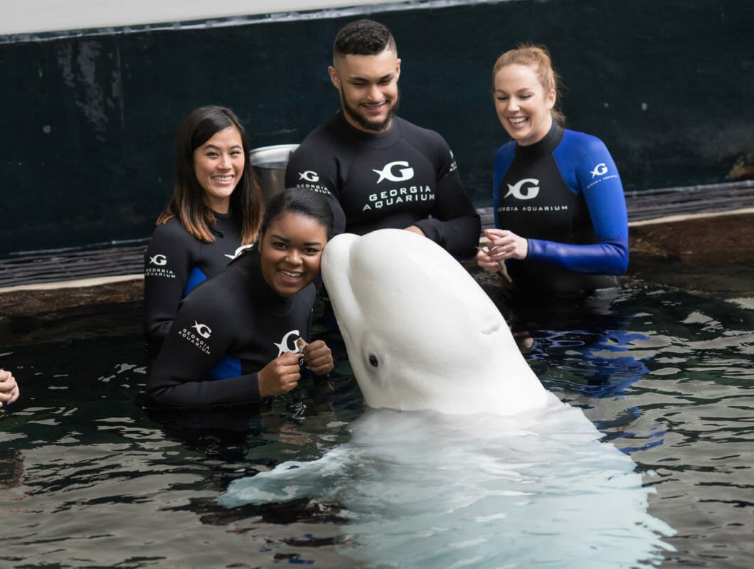 Beluga Interaction Experience Georgia Aquarium