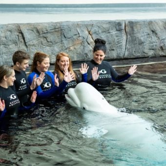 Beluga Interaction 11