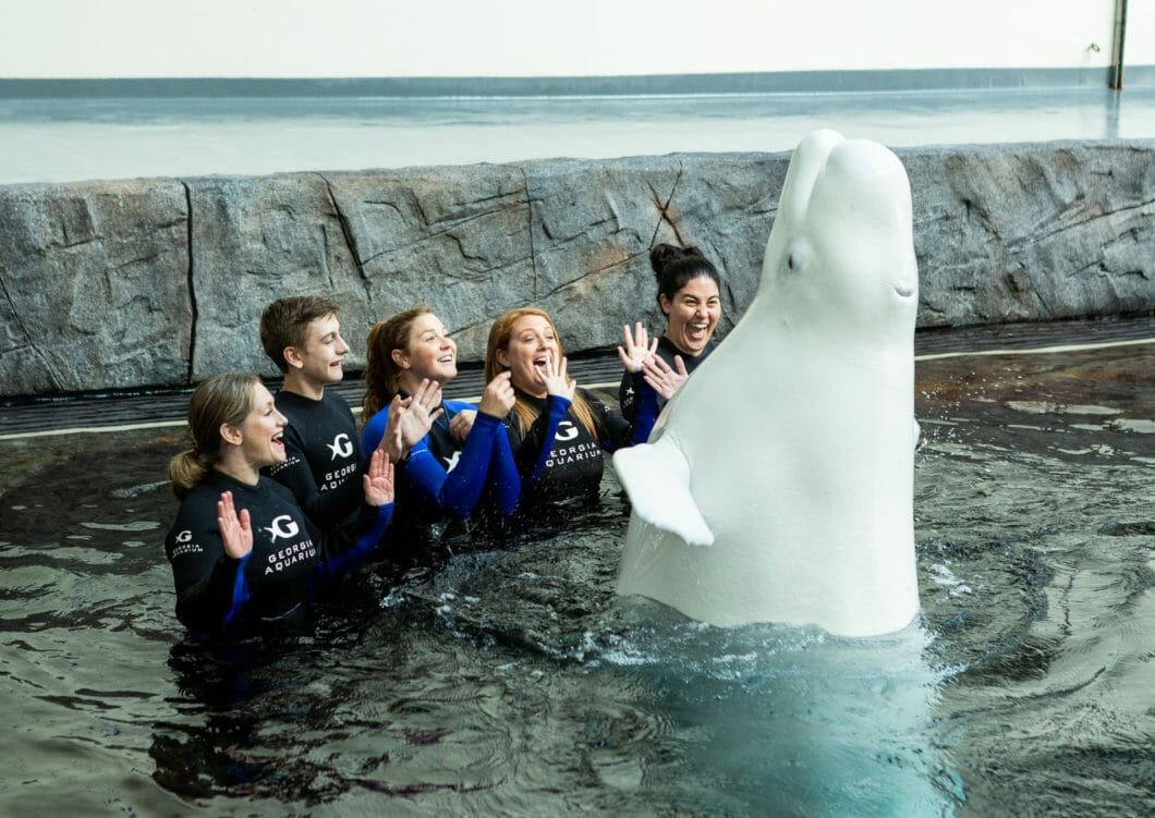 Swimming With Beluga Whales Aquarium Aquarium Views