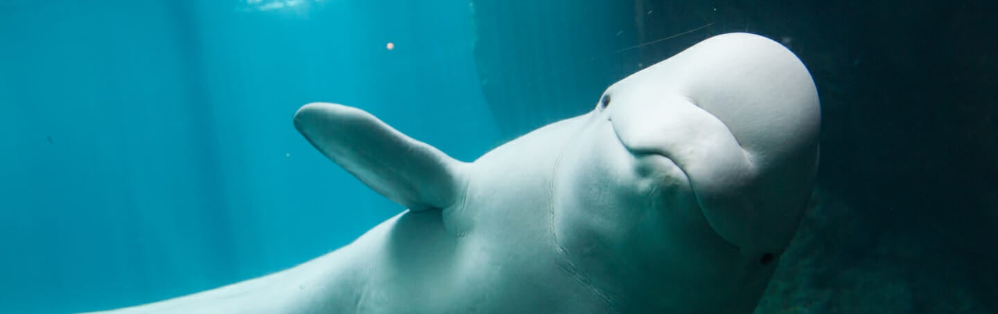 Beluga Whale Research