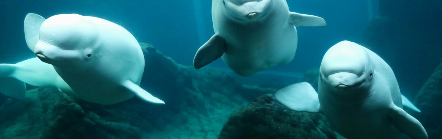Beluga Whale Research 3