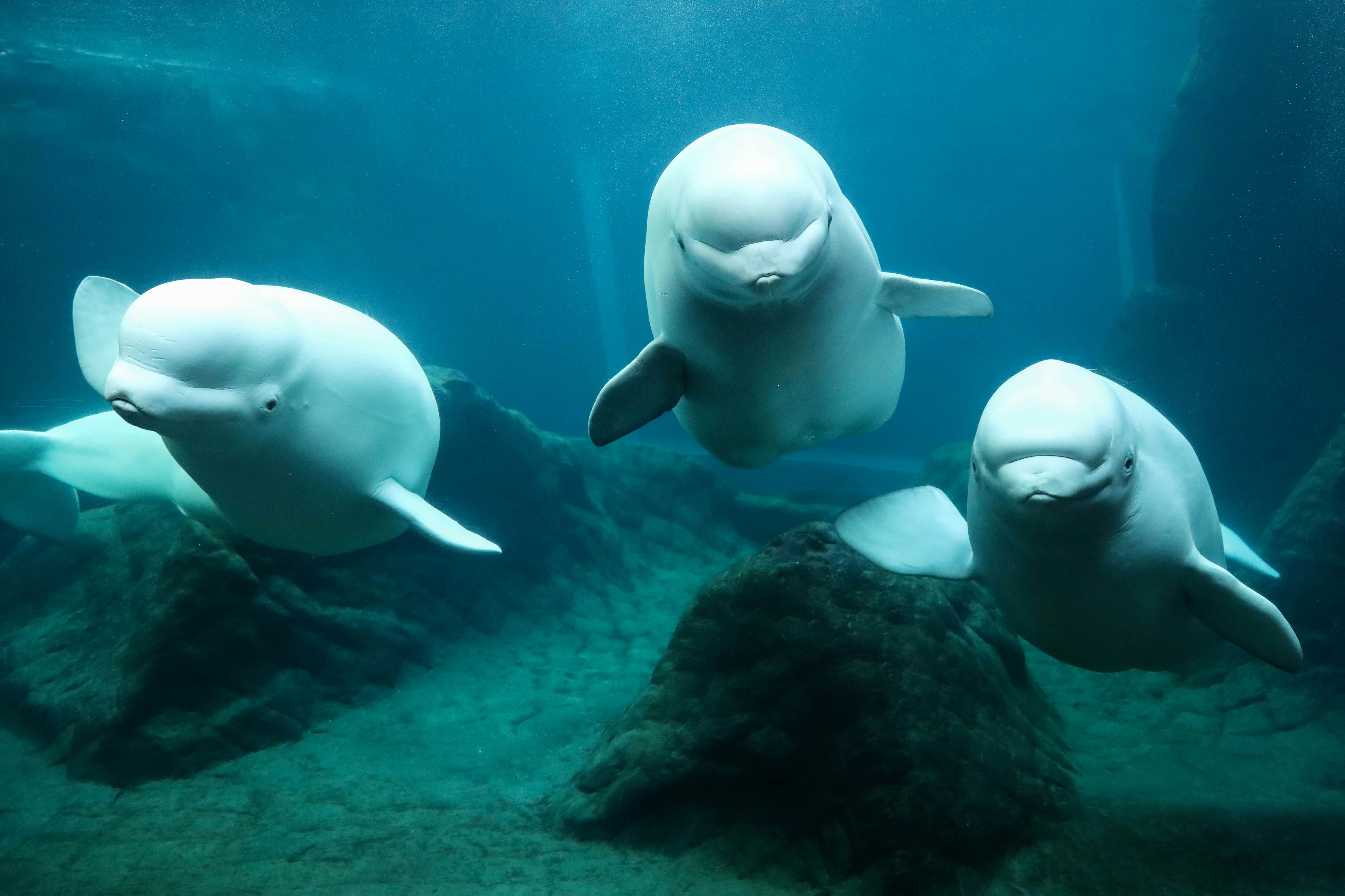 Beluga Whale Research 3