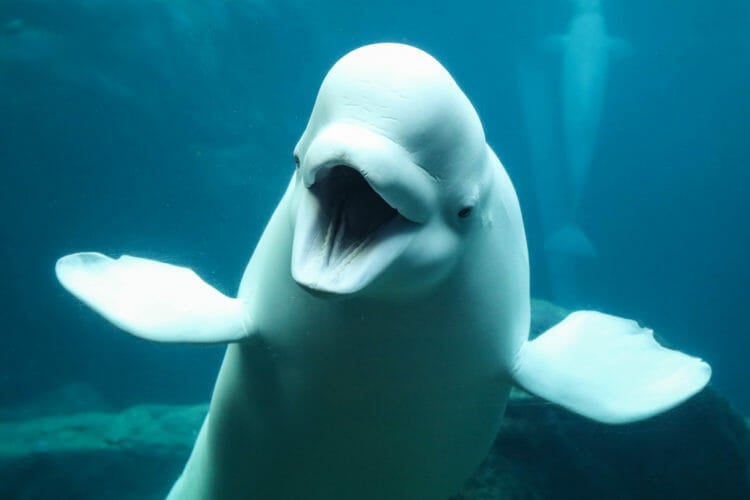 beluga-whale-research-5-750x500.jpg