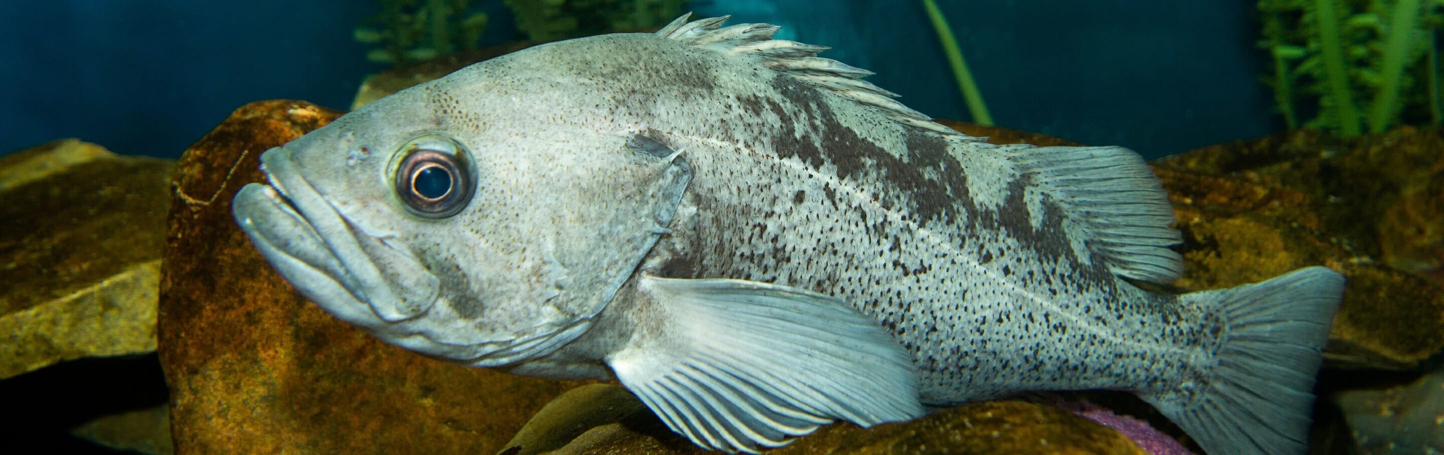 Black Rockfish