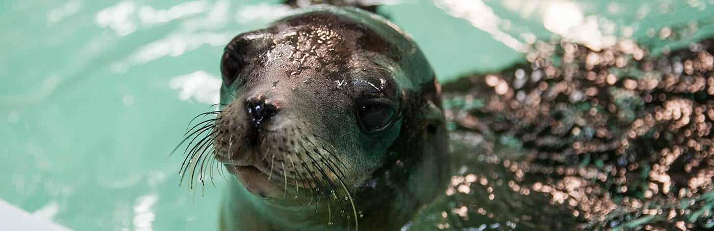 California Sea Lions