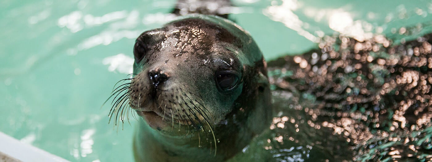 California Sea Lions