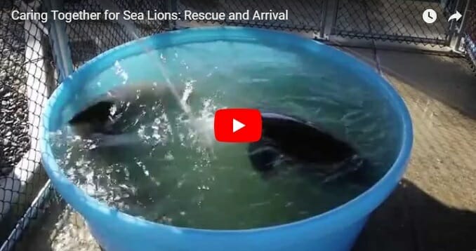 California Sea Lions