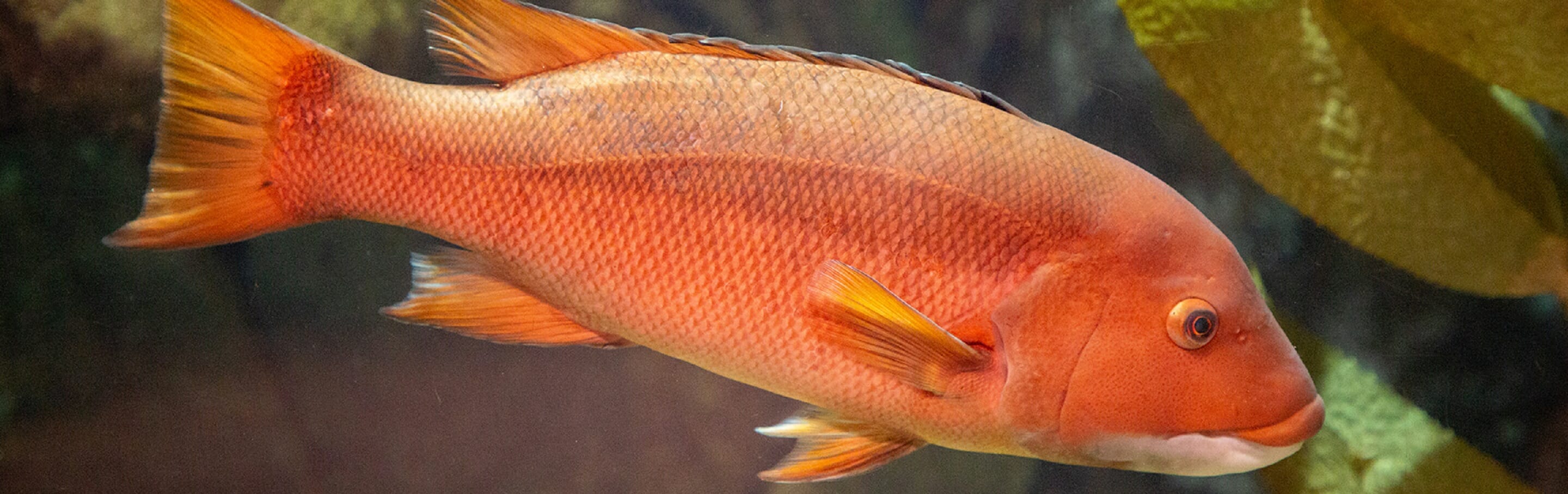 california-sheephead