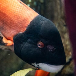 California Sheephead