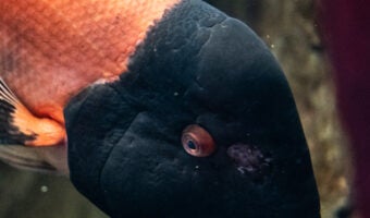 California Sheephead