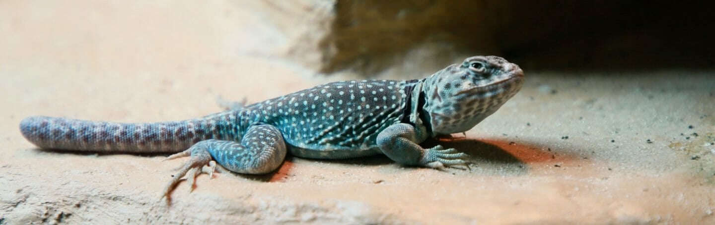 Collared Lizard