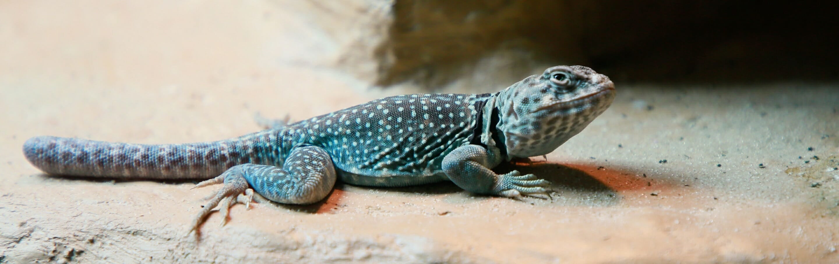 Collared Lizard