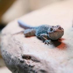 Collared Lizard 1