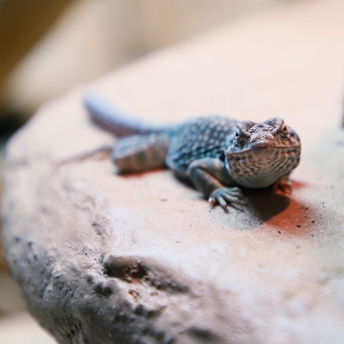 Collared Lizard 1