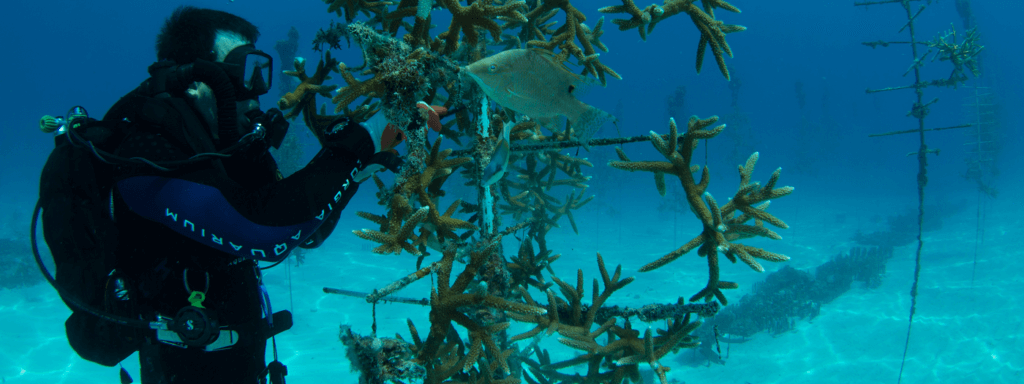 Sea Coral Research & Conservation | Georgia Aquarium