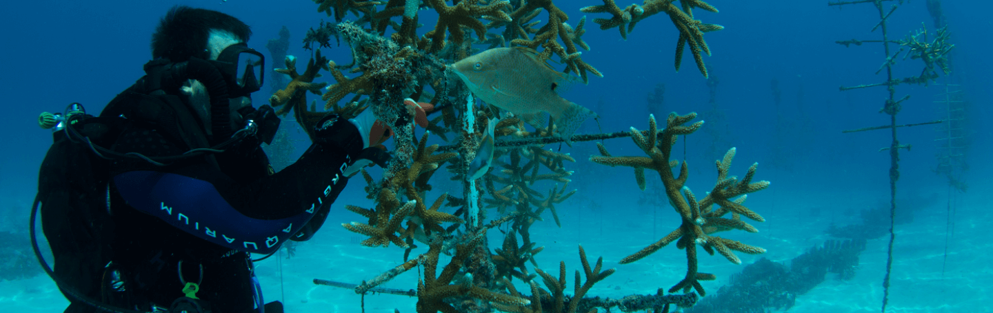 Coral Research