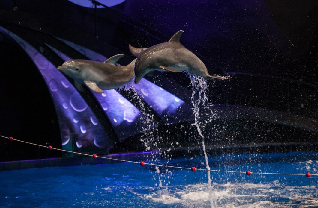 Dolphin Celebration 3