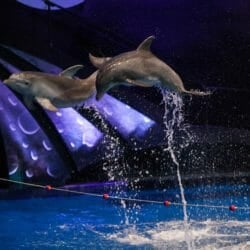 Dolphin Celebration 3