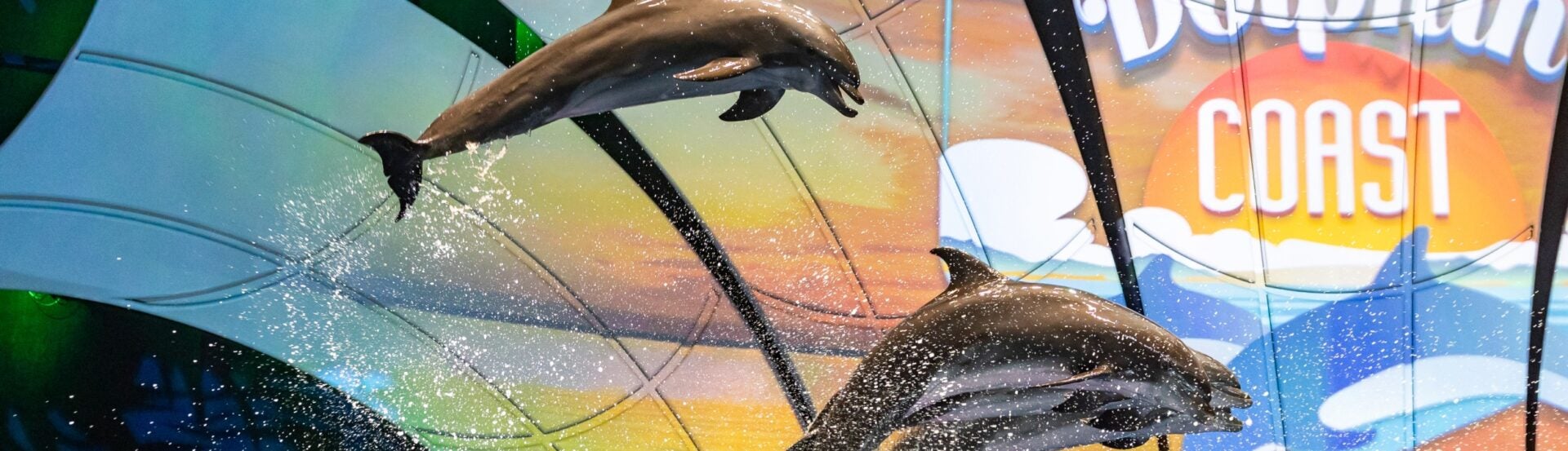 Dolphin Presentation 11