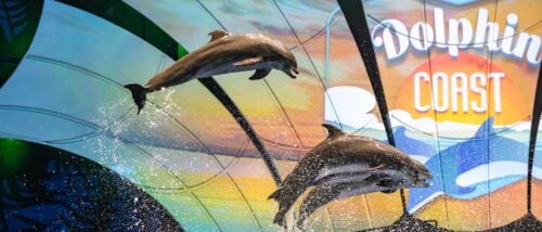 Dolphin Presentation 11