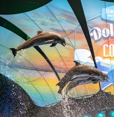 Dolphin Presentation 12