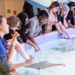 Dolphin Presentation 15