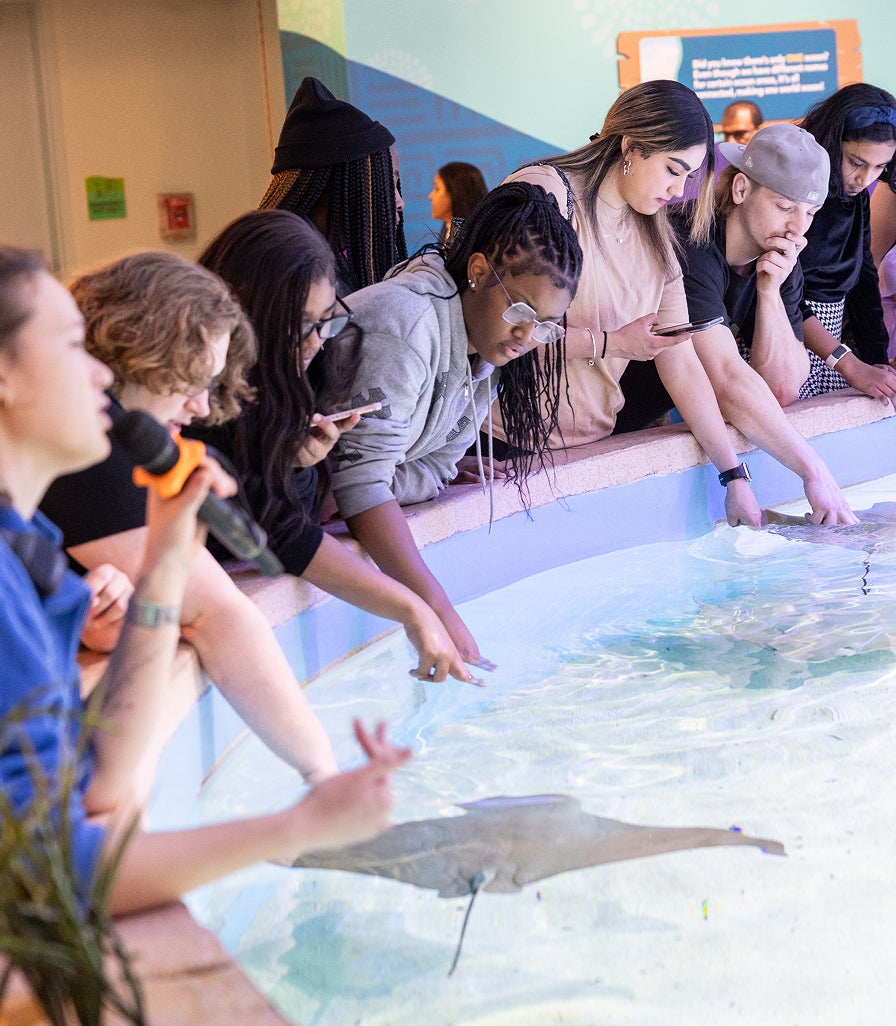 Freshwater Ray Touch Pool Feed & Keeper Talk