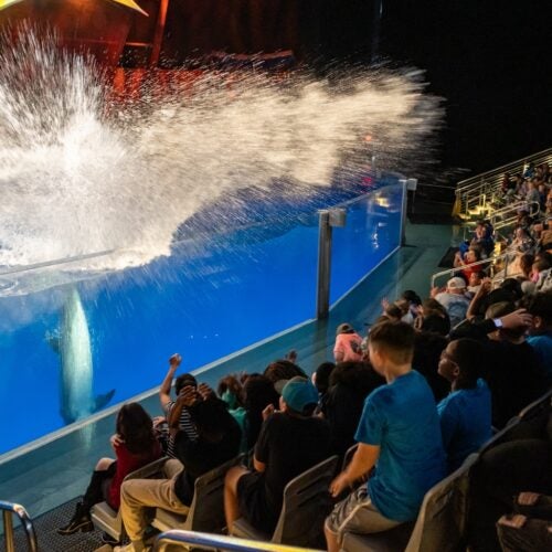 Dolphin Presentation 17