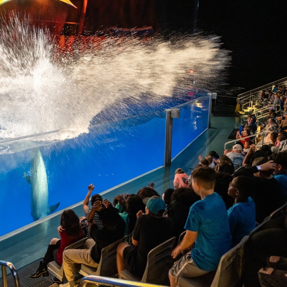 Dolphin Presentation 17