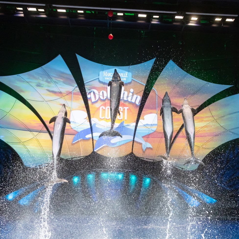 Dolphin Presentation 18