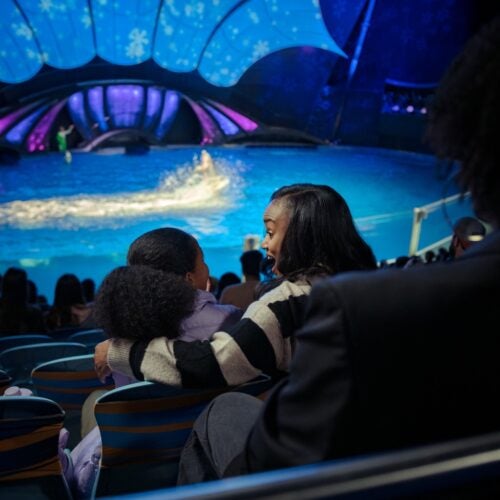 Dolphin Presentation 19