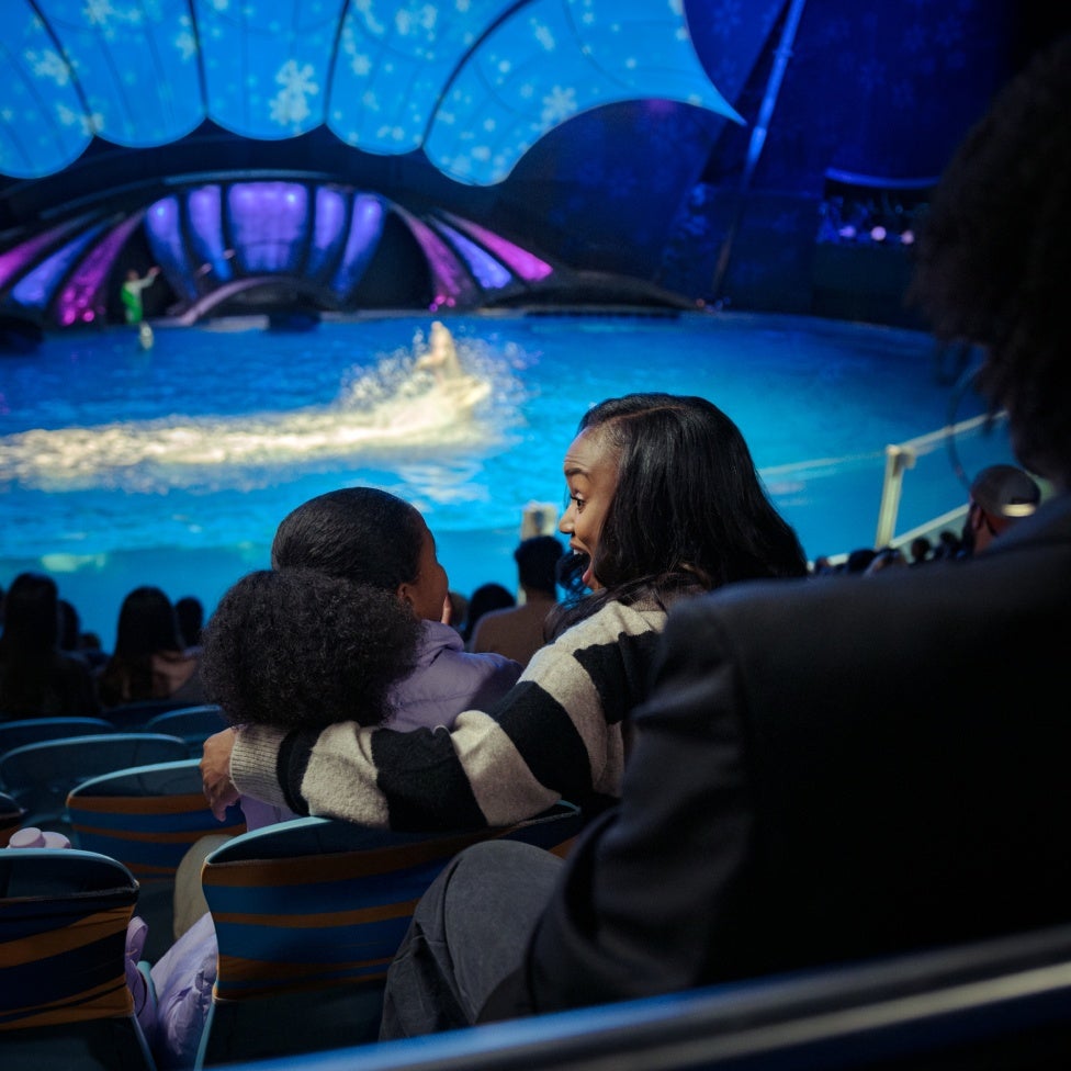 Dolphin Presentation 19