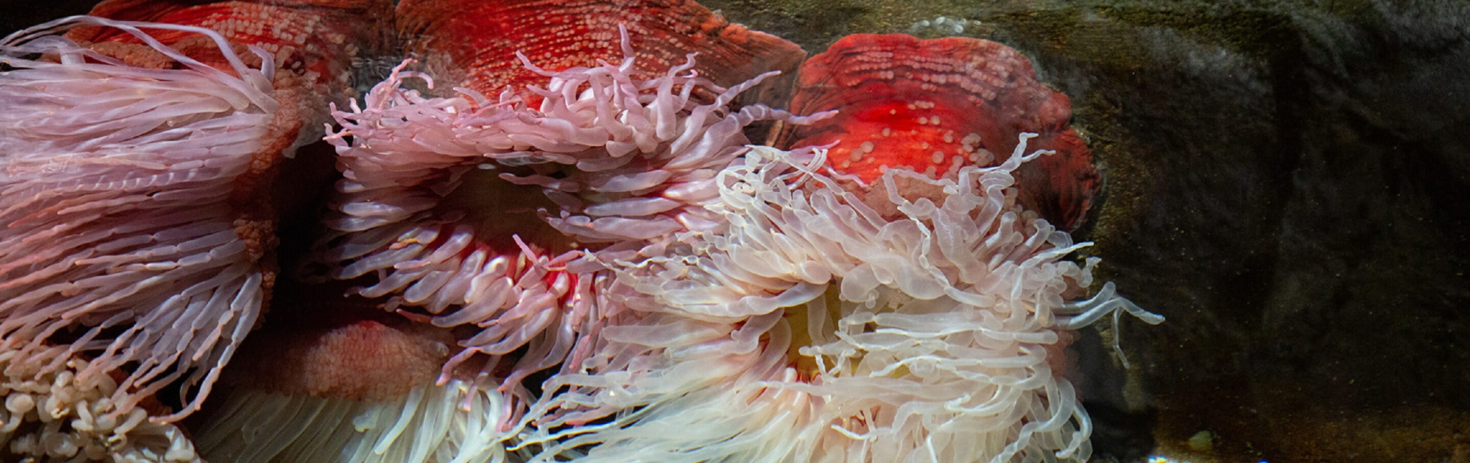 fish-eating-anemone