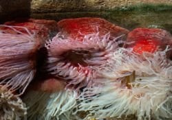 fish-eating-anemone
