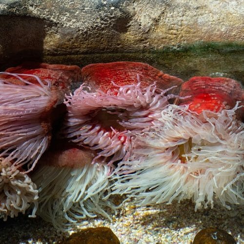 fish-eating-anemone