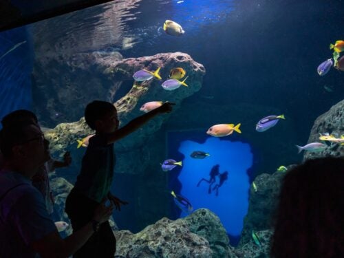 Georgia Aquarium Field Trips 4