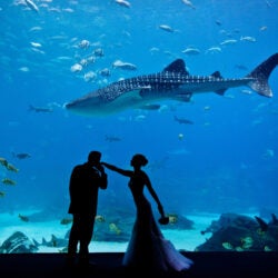 Host Your Wedding at Georgia Aquarium 15