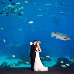 Host Your Wedding at Georgia Aquarium 16