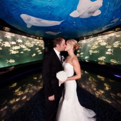 Host Your Wedding at Georgia Aquarium 17
