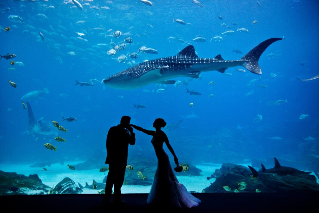 Host Your Wedding at Georgia Aquarium 28